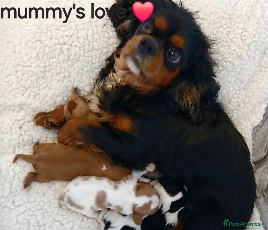 Cavalier King Charles Spaniel dogs for sale: Health tested Cavalier King Charles  - Image 1