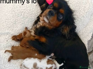 Cavalier King Charles Spaniel dogs for sale - Advert 1