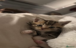 Scottish Fold cats for sale: Scottish fold X Scottish straight  - Advert 15