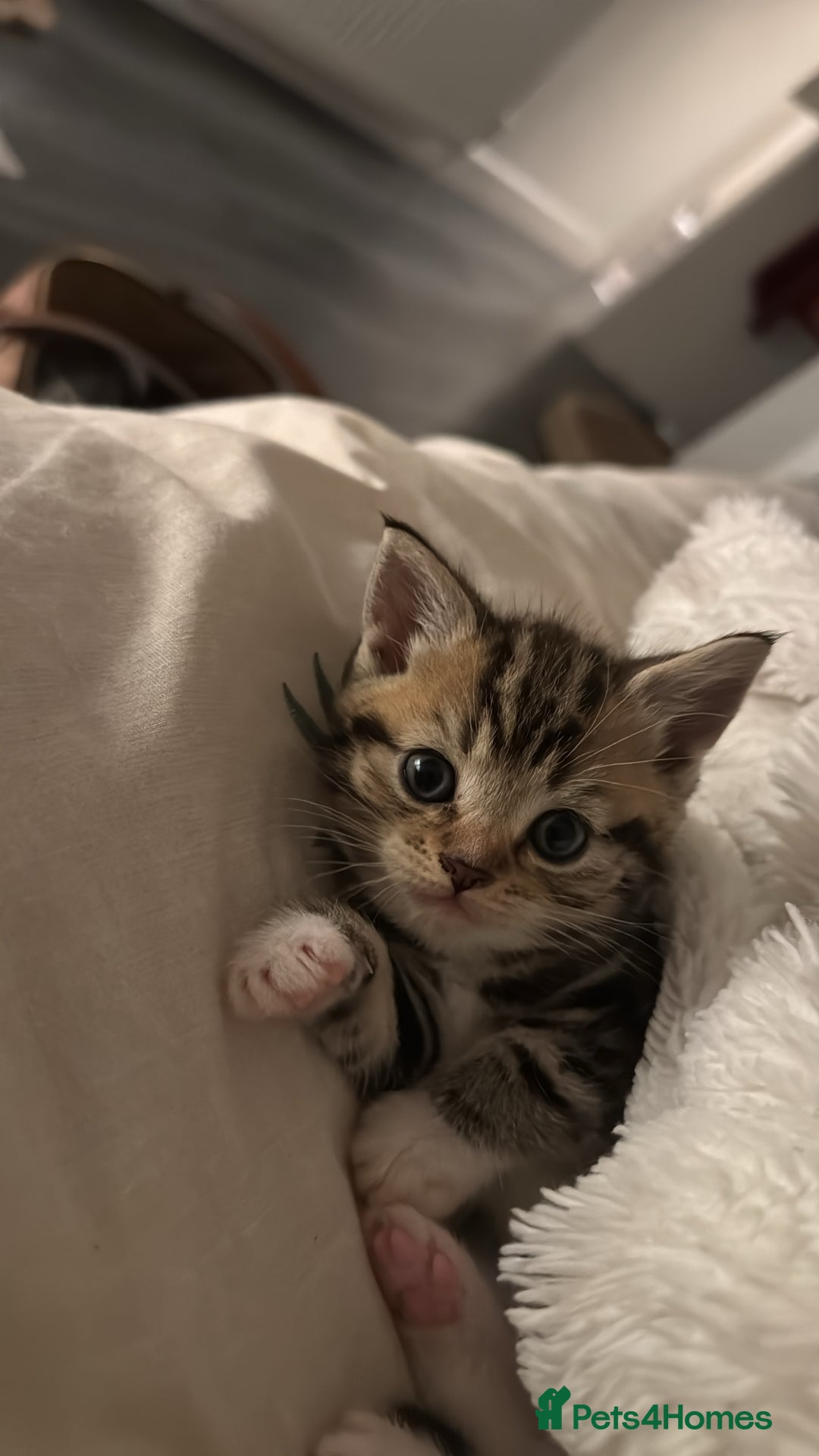 Scottish Fold cats for sale: Scottish fold X Scottish straight  - Advert 15