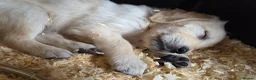 Golden Retriever dogs for sale: Two girls three boys available  golden retrievers  in Blackpool - Advert 3