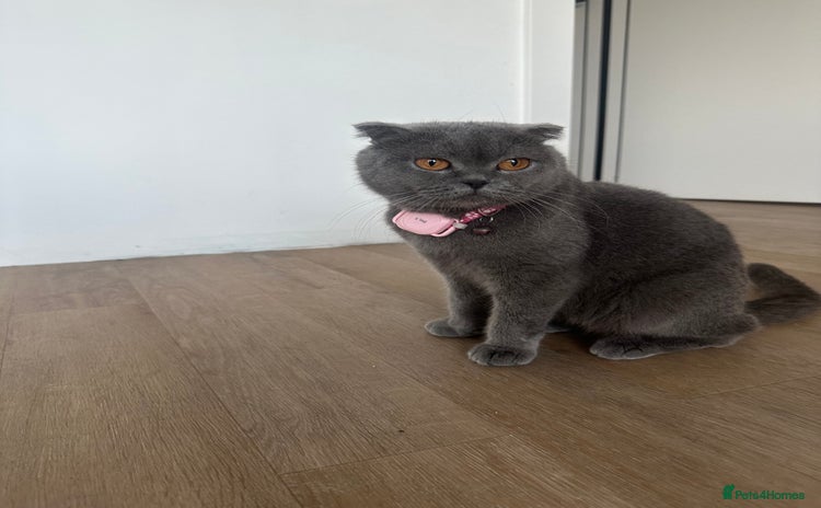 Scottish Fold cats - Advert 11