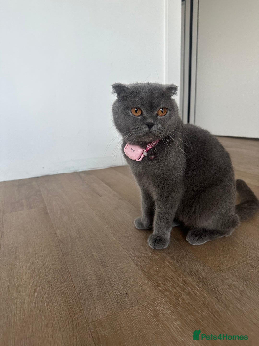 Scottish Fold cats for sale: 🐾 Scottish Fold Kittens for Sale - Image 1