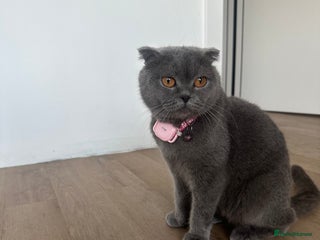Scottish Fold cats - Advert 16