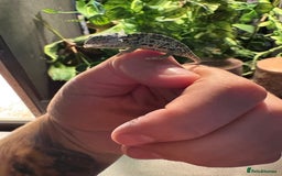 Chameleon reptiles for sale: 🦎 Baby veiled chameleons 🦎  - Image 3
