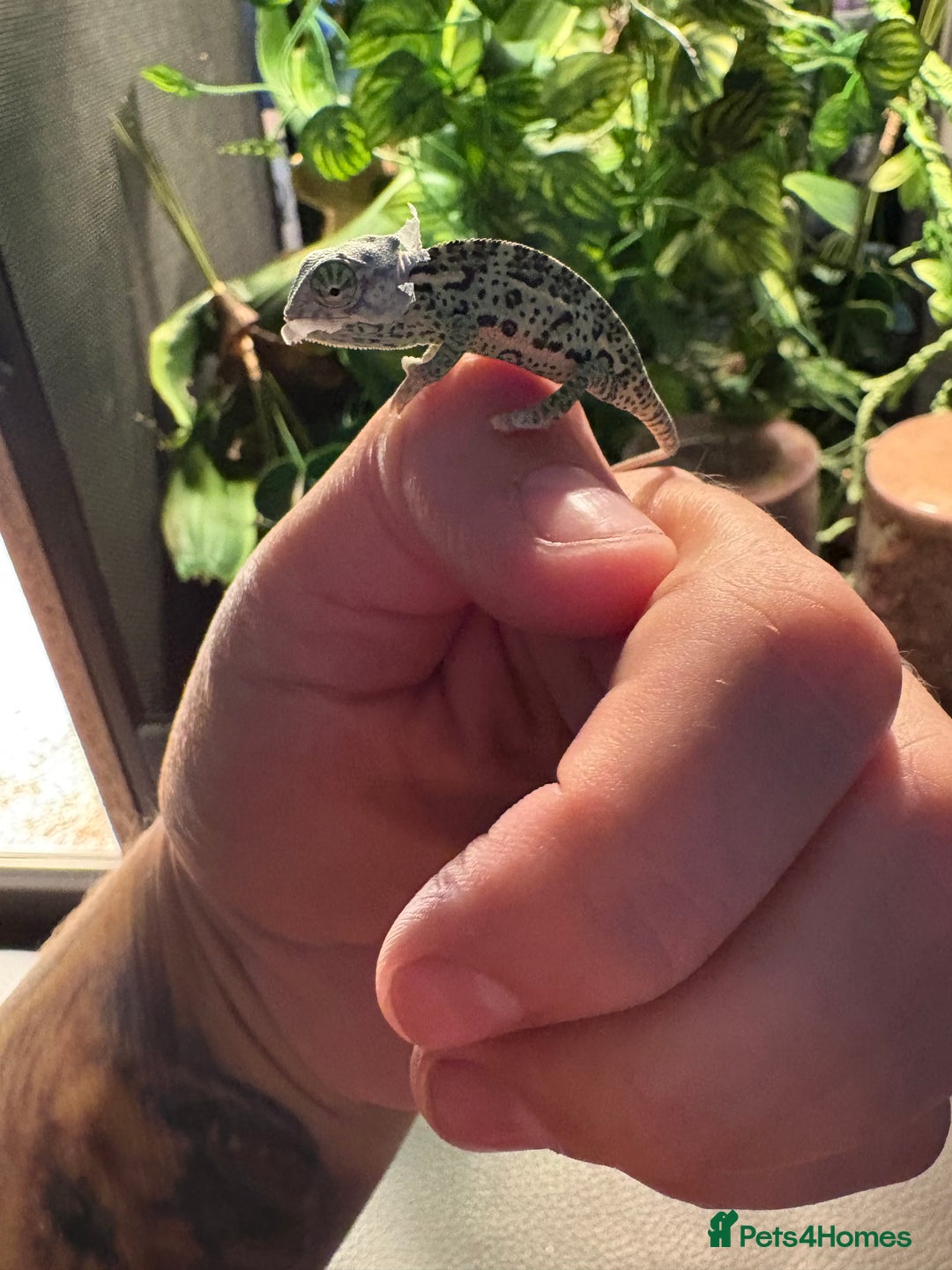 Chameleon reptiles for sale: 🦎 Baby veiled chameleons 🦎  - Image 3
