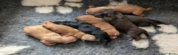 Cocker Spaniel dogs for sale: ✨ Kc Reg Working Cocker Spaniel Puppies  - Advert 9