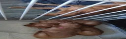 Golden Retriever dogs for sale: 1 boy ready to leave KC reg Red Golden retriever - Advert 15