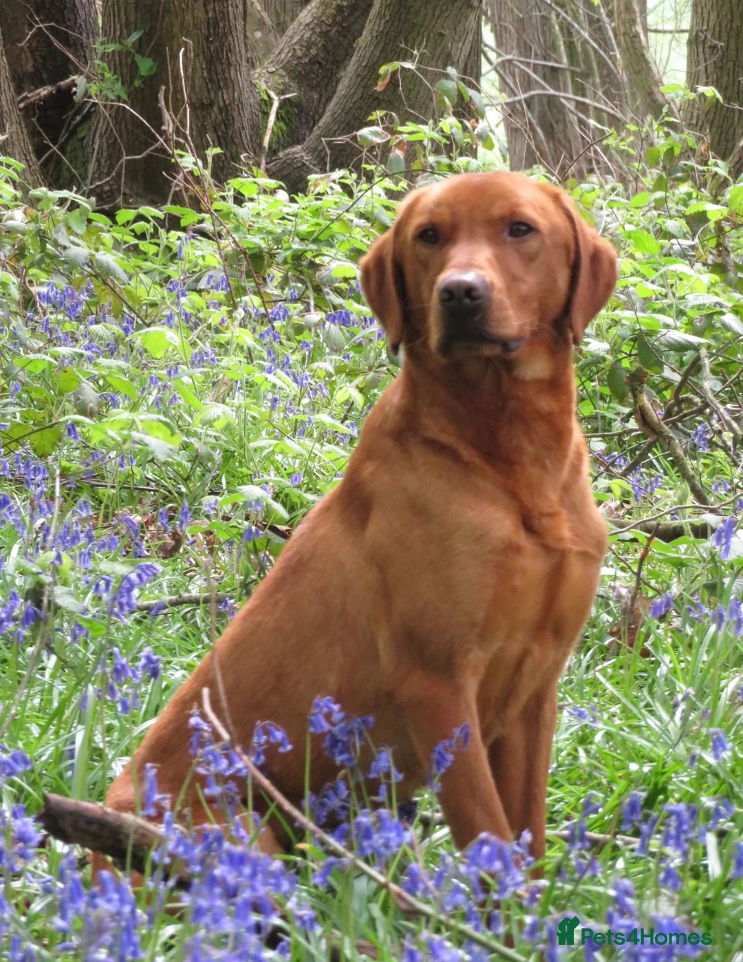 Labrador Retriever dogs for stud: Alfie  - Advert 2