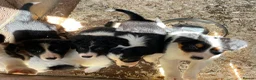 Border Collie dogs for sale: Stunning Border Collie Puppies in Honiton - Advert 12