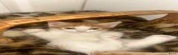 Mixed Breed cats for sale: Fluffy Long-Haired Kittens Seeking Loving Homes - Advert 8