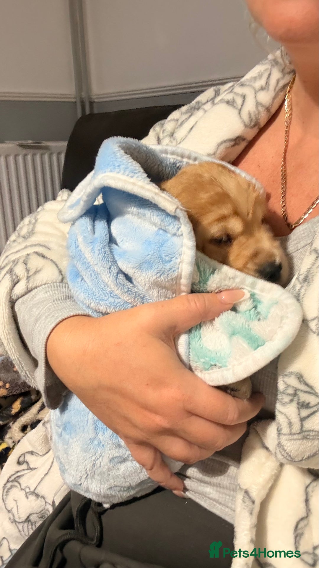 Cocker Spaniel dogs for sale: Show Cocker Spaniel- Only Boy In The Litter - Image 5