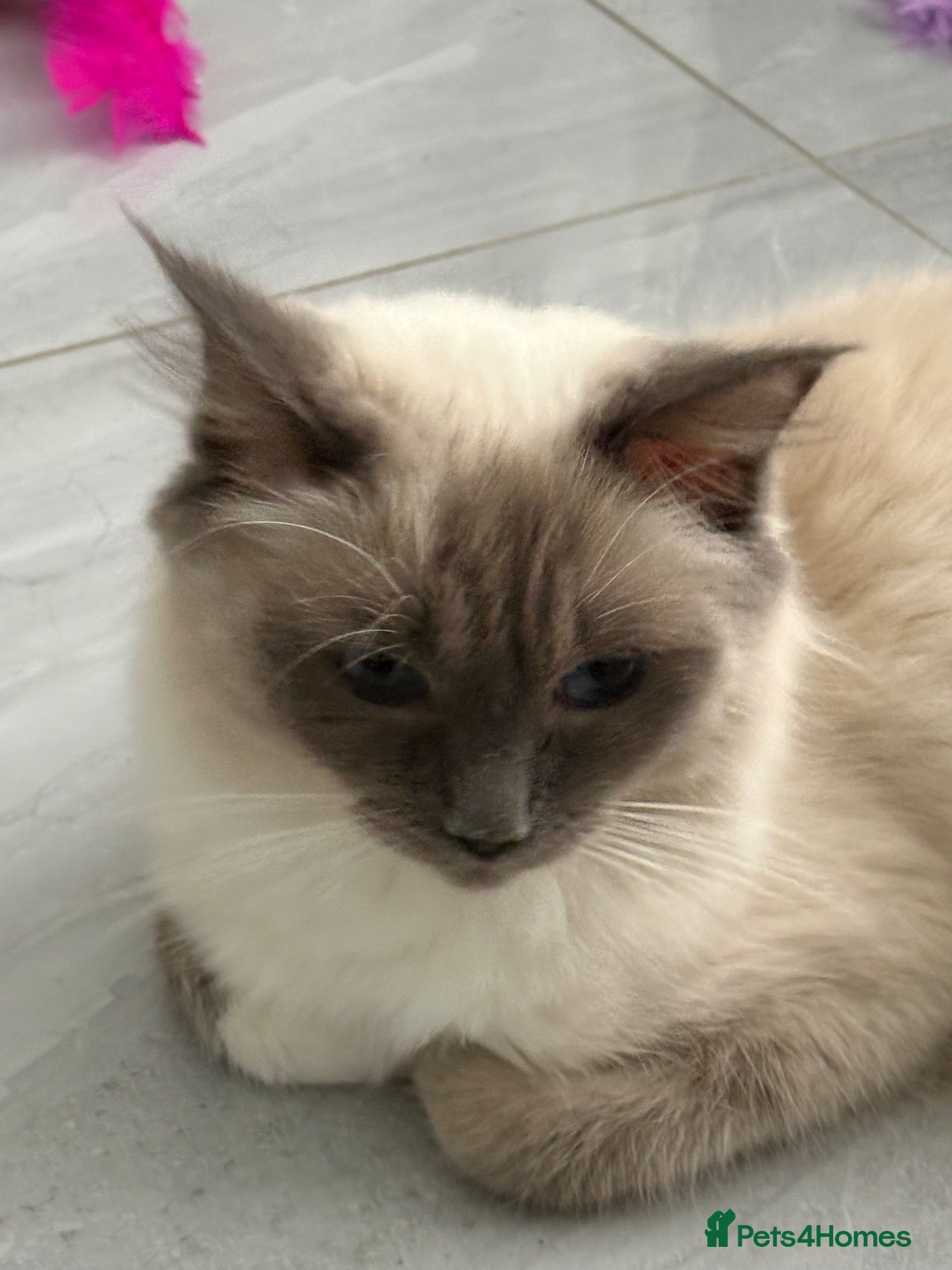 Ragdoll cats Seal Ragdoll Kittens - Advert 1
