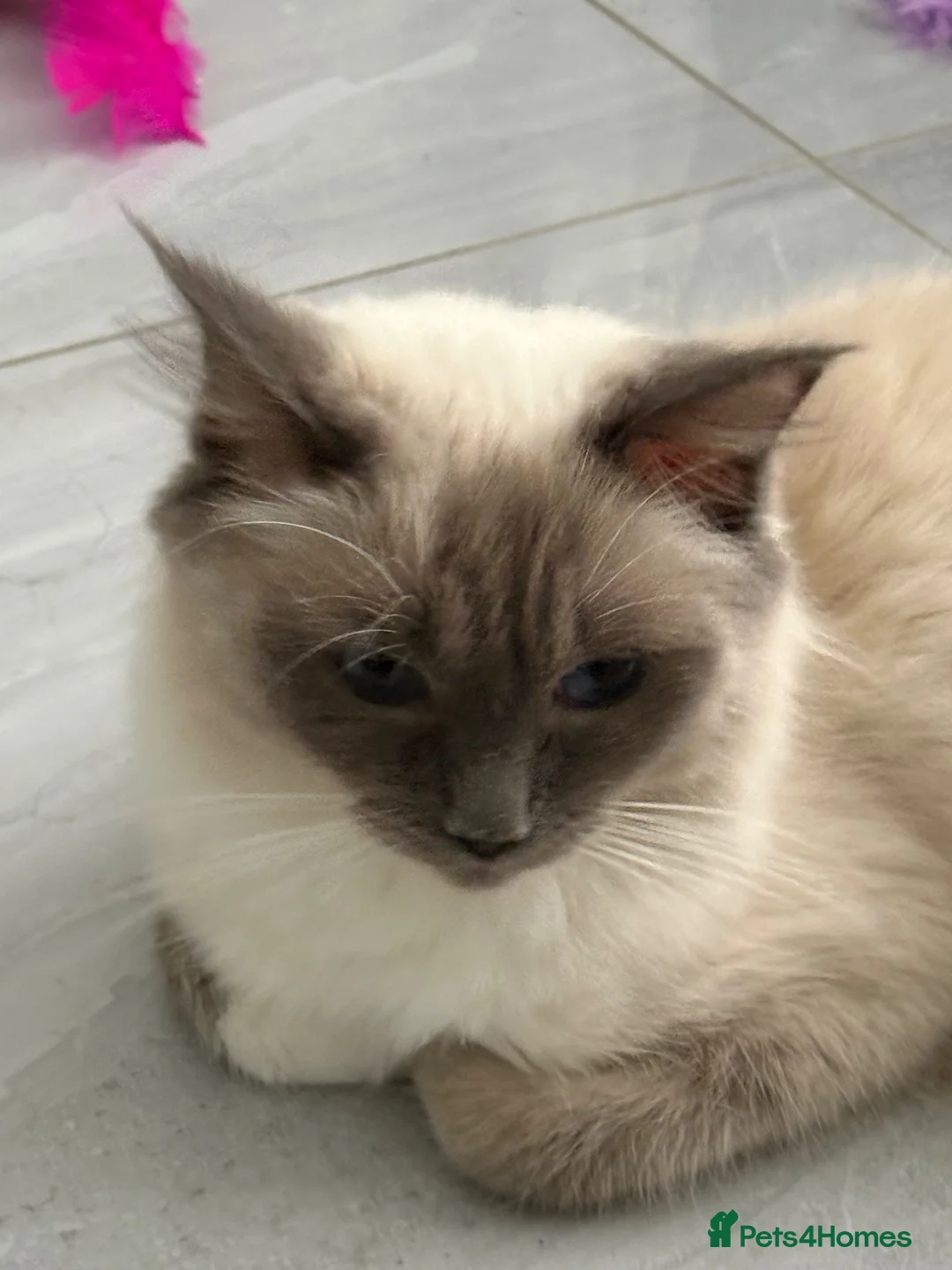Ragdoll cats for sale: Seal Ragdoll Kittens in Bacup - Advert 1