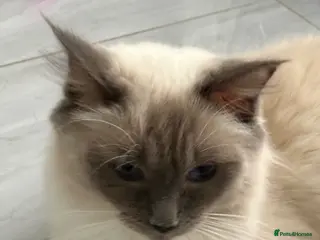 Ragdoll cats Seal Ragdoll Kittens - Advert 1
