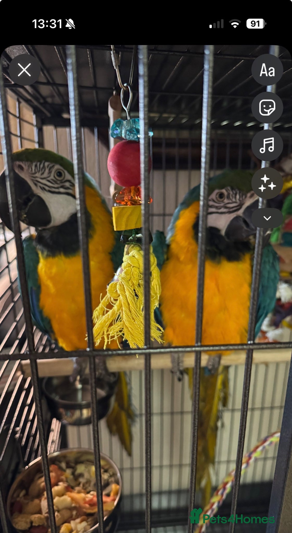 Macaws birds Bonded Pair Blue and Gold Macaws (male and female) - Advert 1