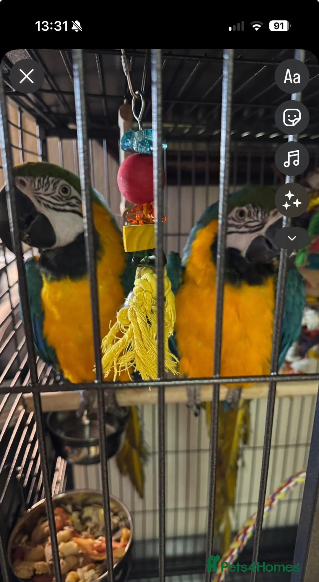 Macaws birds for sale: Bonded Pair Blue and Gold Macaws (male and female) in Skegness - Advert 1