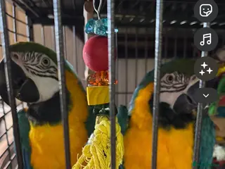 Macaws birds Bonded Pair Blue and Gold Macaws (male and female) - Advert 1