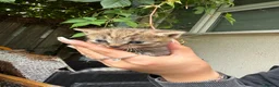 Mixed Breed cats for sale: Kittens for sale  in Hull - Advert 5