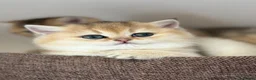 British Shorthair cats for sale: Stunning Quality GCCF British Shorthair Kittens - Advert 9