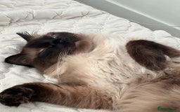 Ragdoll cats for sale: Ash ragdoll male - Image 3