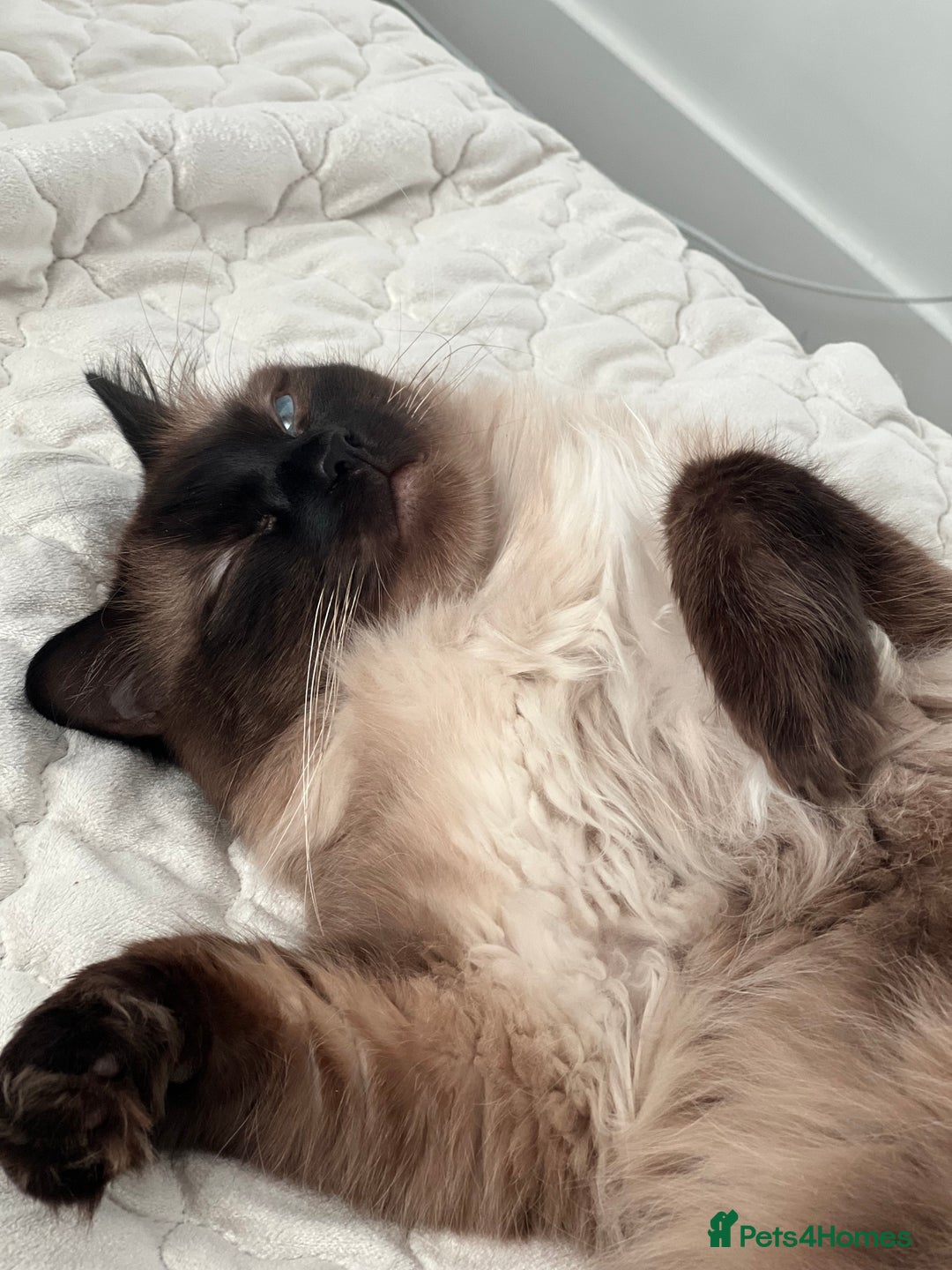 Ragdoll cats for sale: Ash ragdoll male - Image 3