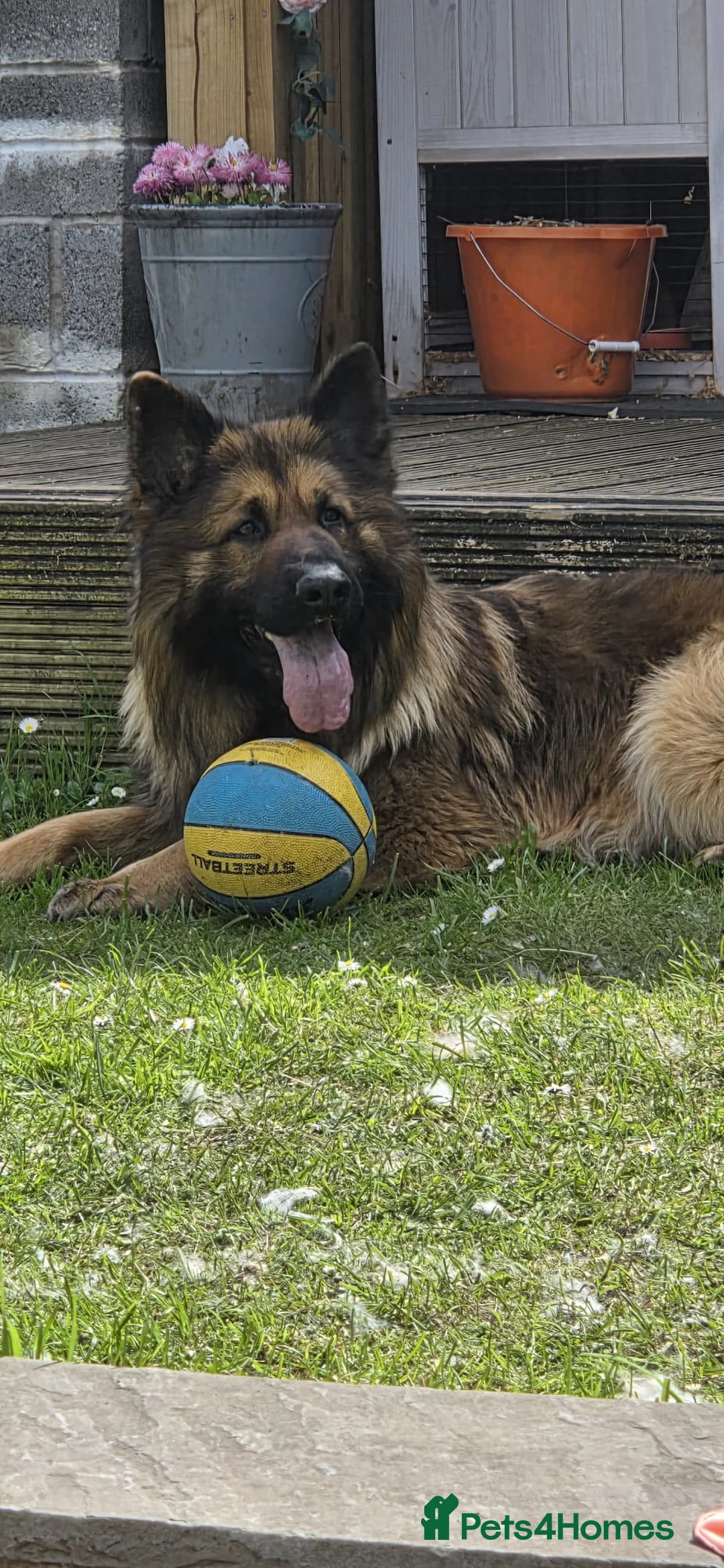 German Shepherd dogs for stud: Huge German shepherd for stud only  - Advert 6