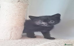 Brazilian Shorthair cats for sale: British shorthair Cross kittens - Image 1