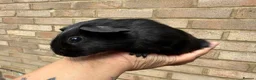 Guinea Pig rodents for sale: Baby guinea pigs  - Advert 8
