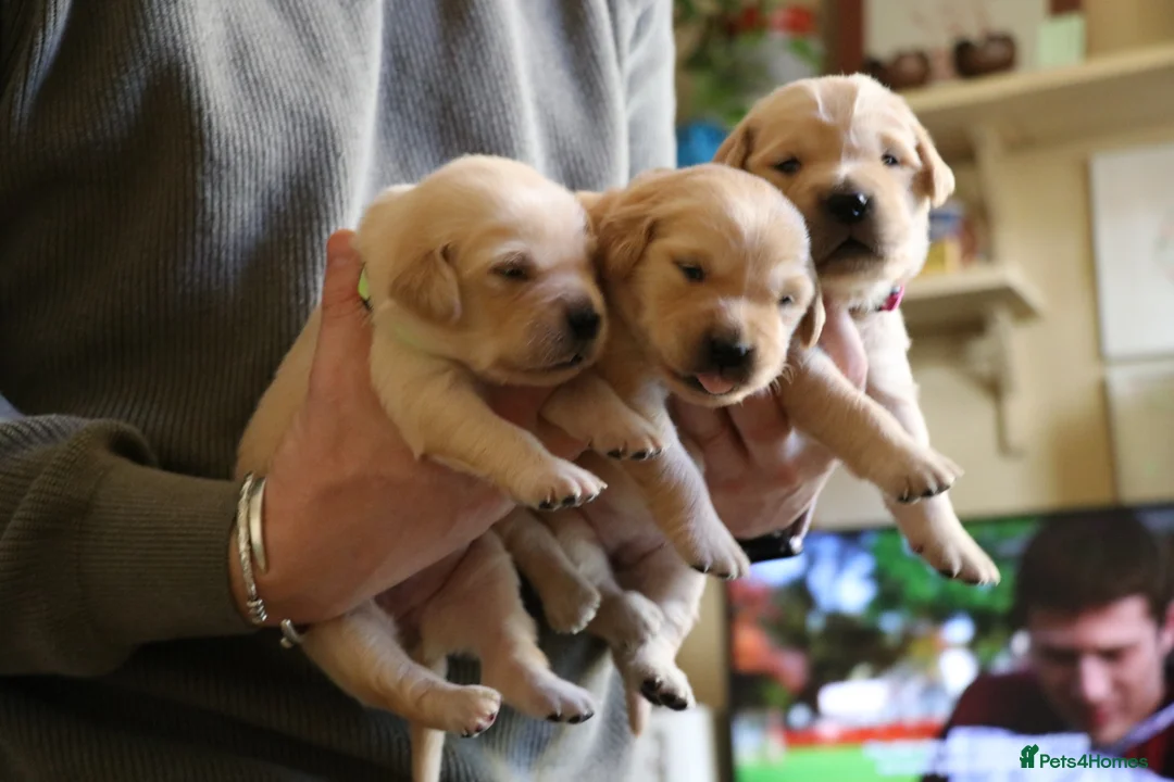 Golden Retriever dogs for sale: LITTLE BUNS - Advert 17