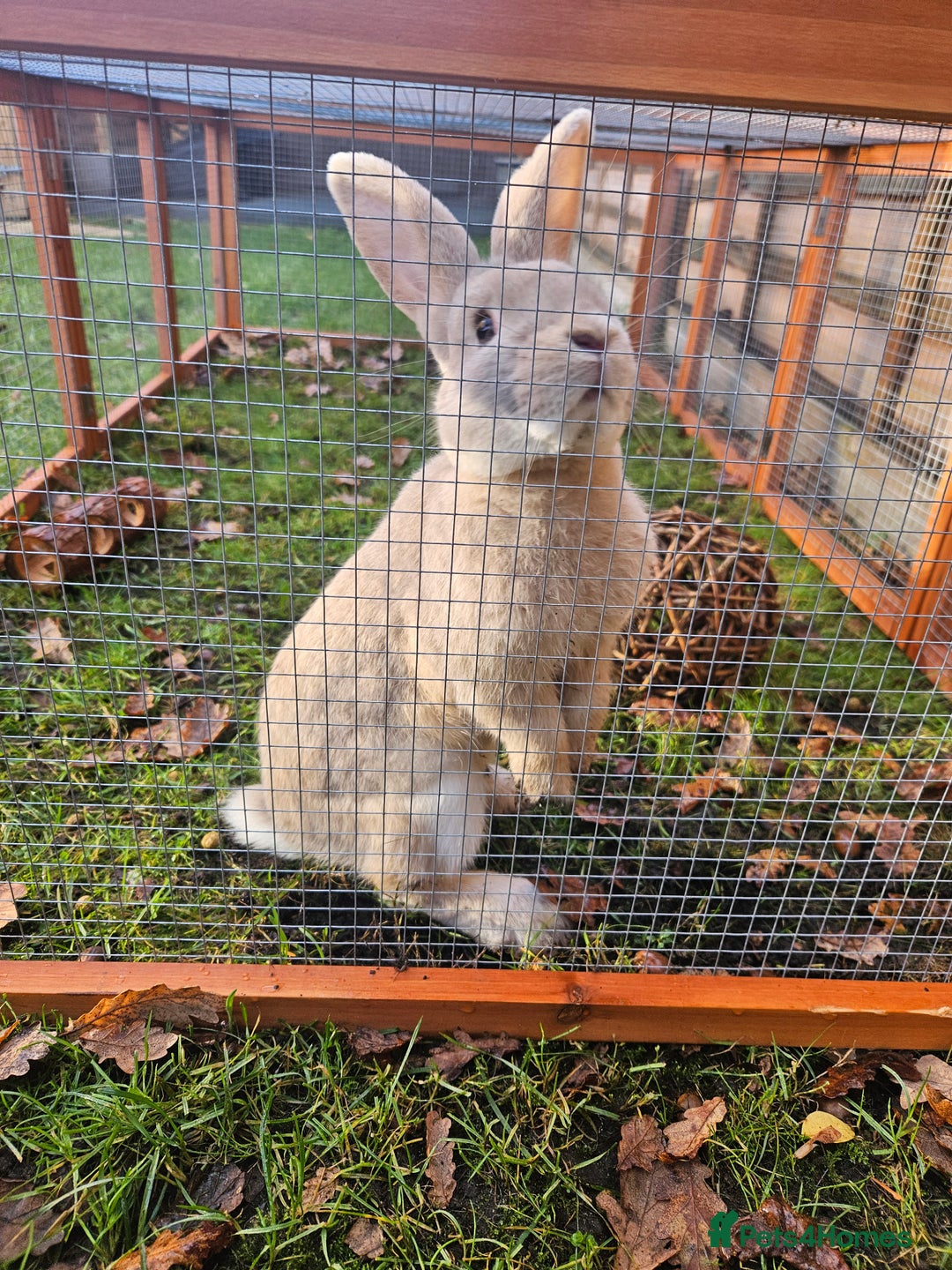 Mixed Breed rabbits for sale: Gorgeous boy need loving forever home - Advert 1