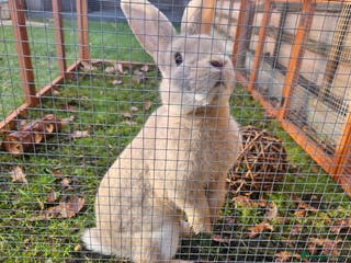 Mixed Breed rabbits Gorgeous boy and lovely girl separate homes 💙💕 - Advert 1