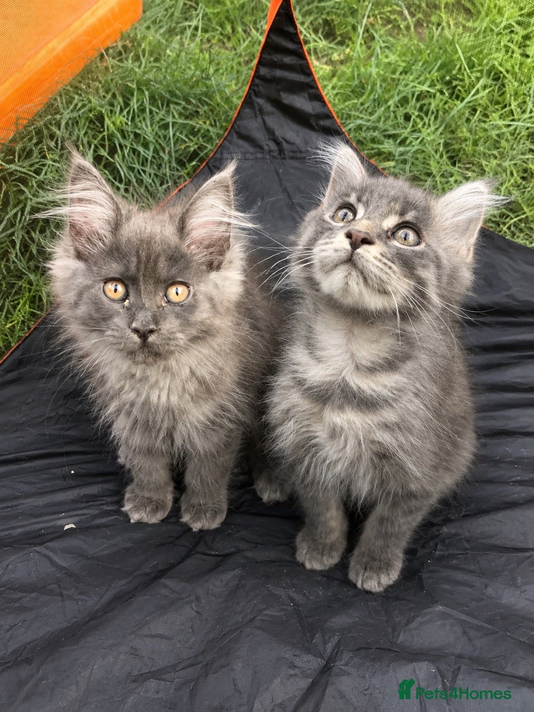 Maine Coon cats TICA ACTIVE MAINE COONS READY NOW  - Advert 15