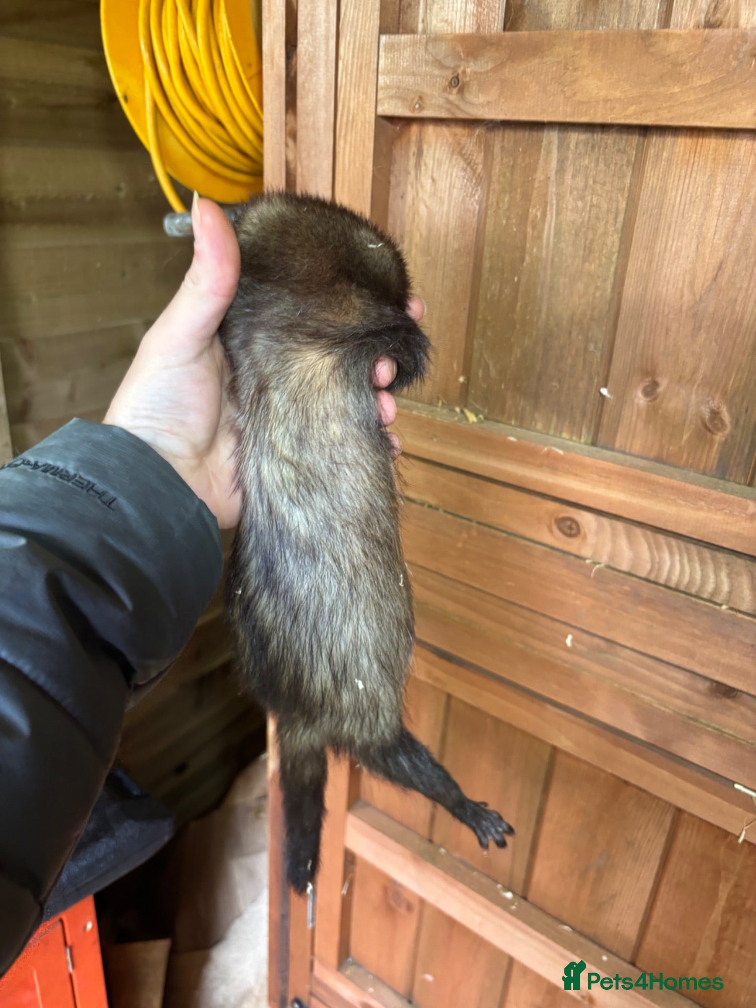 Ferret rodents Ferrets one male one female  - Advert 4