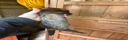 Ferret rodents for sale: Ferrets one male one female  in Helston - Advert 1