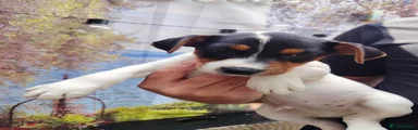Jack Russell Puppy 3