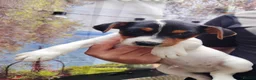 Jack Russell dogs for sale: Jack Russell Puppies  - Advert 3