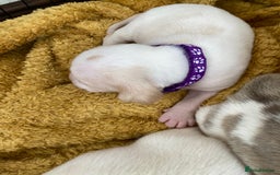 Beagle dogs for sale: Beautiful pedigree beagle pups - Image 15