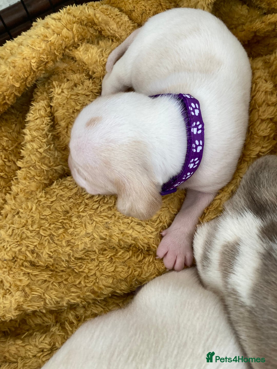 Beagle dogs for sale: Beautiful pedigree beagle pups - Image 15