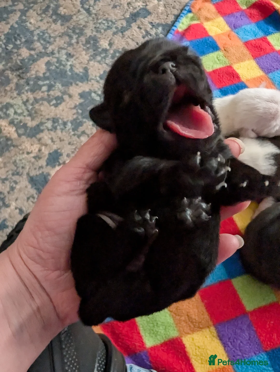 Pug dogs for sale: A beautiful litter of pugs  in Okehampton - Advert 27