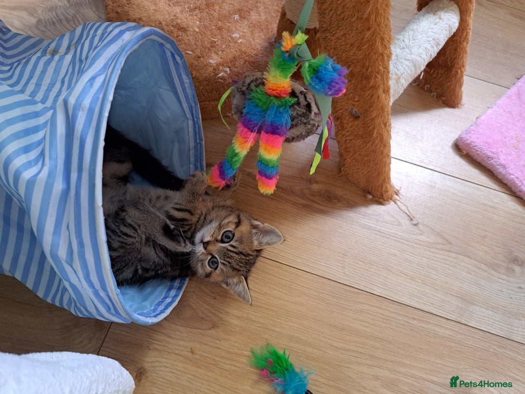 Mixed Breed cats for sale: Four fluffy stress reducers looking for new homes - Image 11