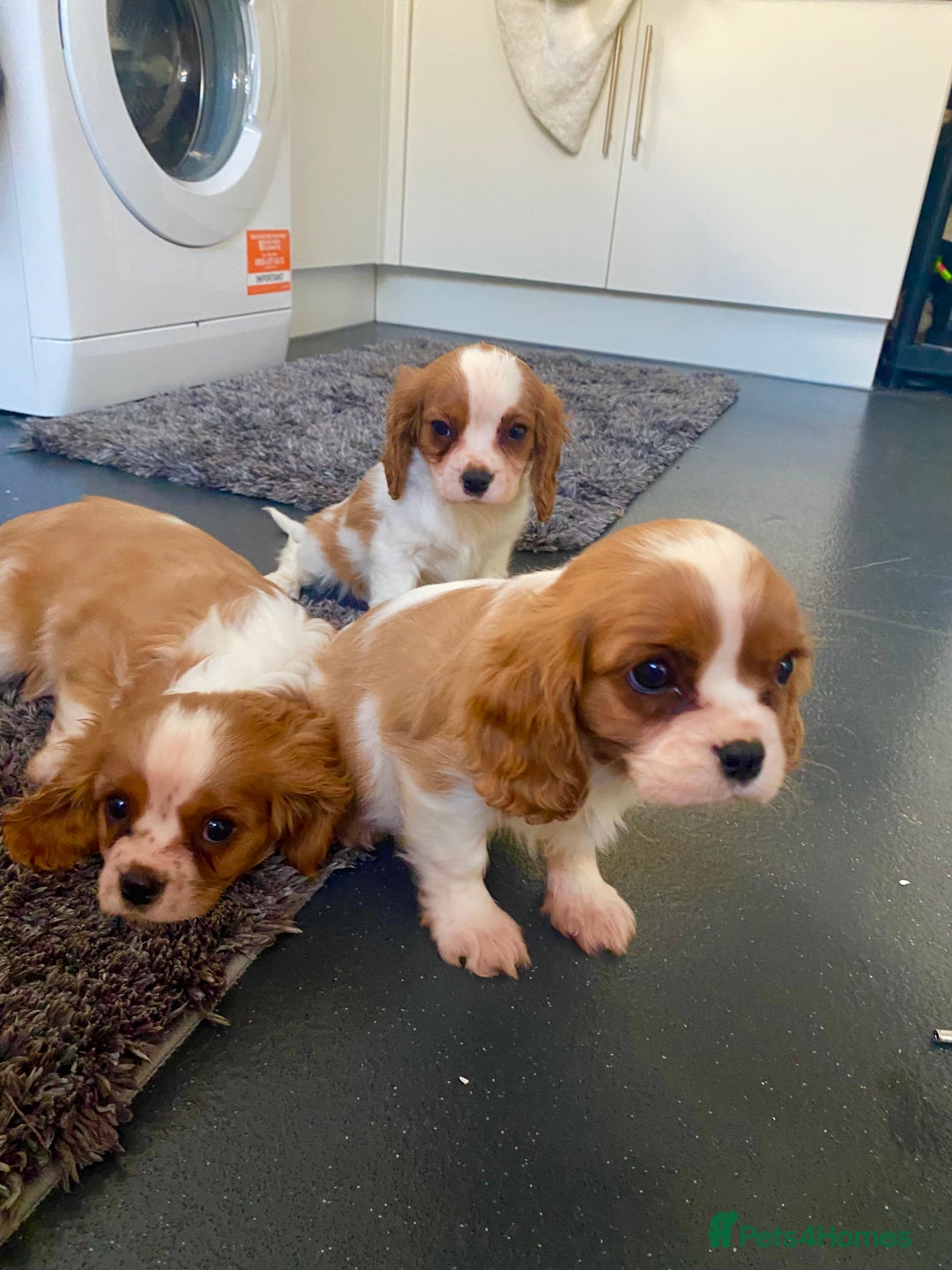 Cavalier King Charles Spaniel dogs for sale: Beautiful litter of King Charles Cavaliers - Image 4