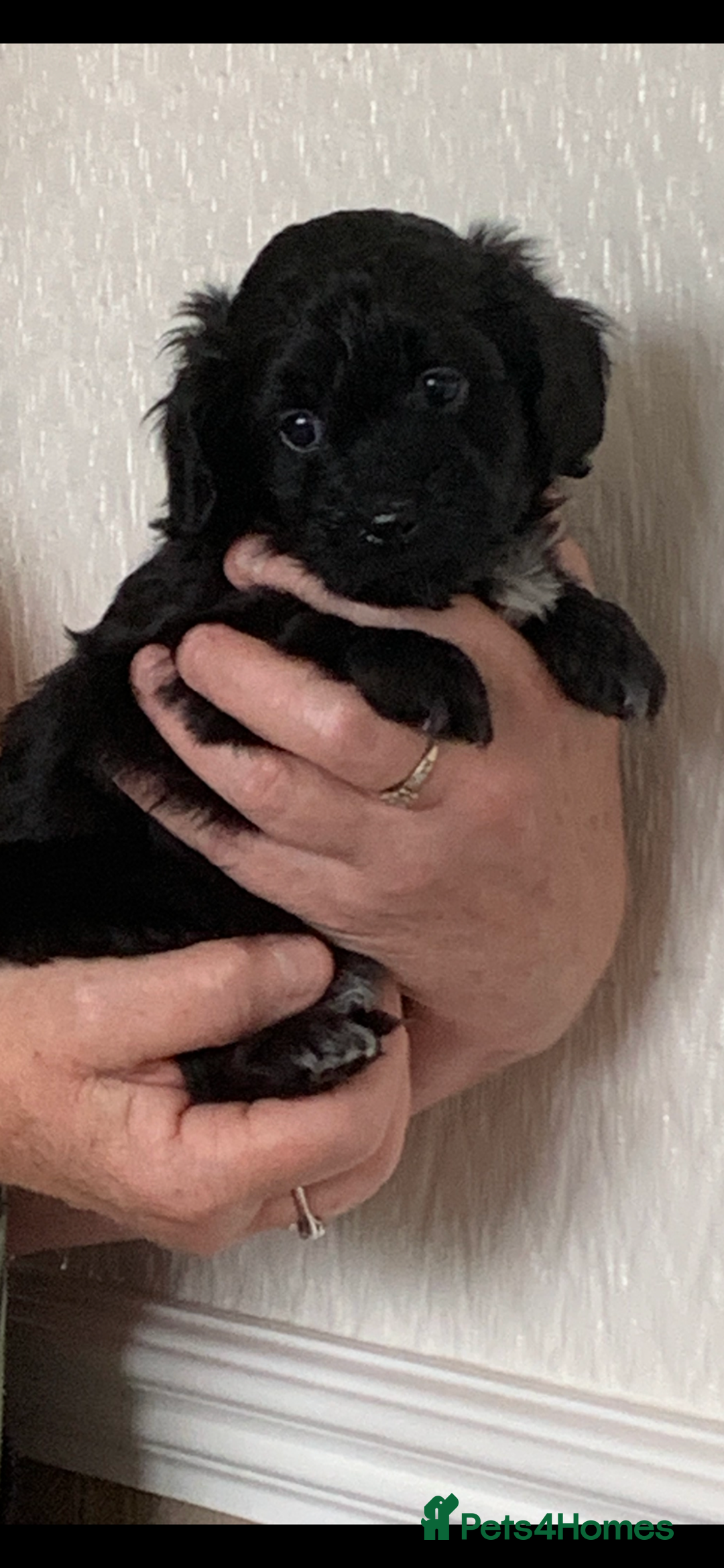 Shihpoo dogs for sale: Health tested shihpoo x toy poodle pups  - Image 7