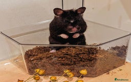 Hamster rodents for sale: Adorable Female Syrian Hamster for Adoption  - Image 6