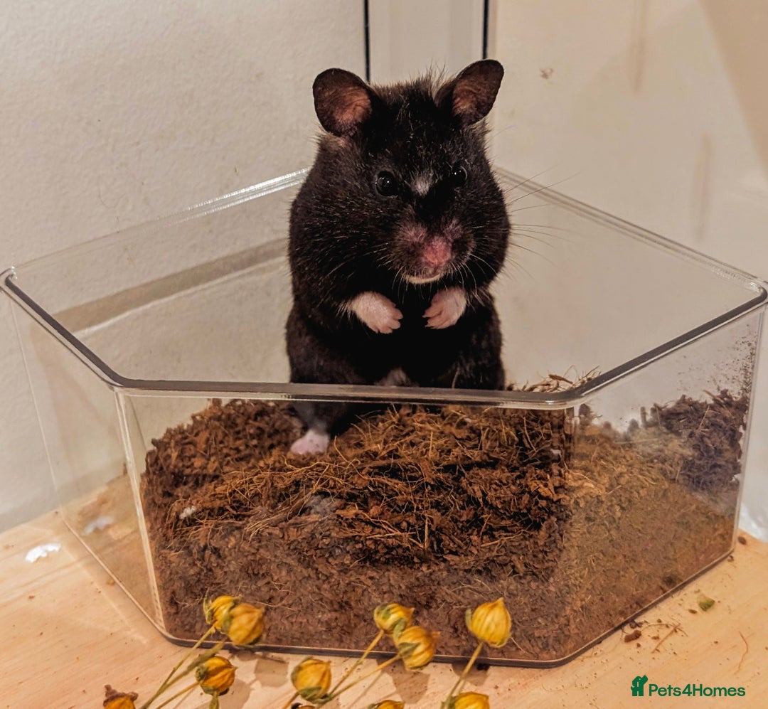 Hamster rodents for sale: Adorable Female Syrian Hamster for Adoption  - Image 6
