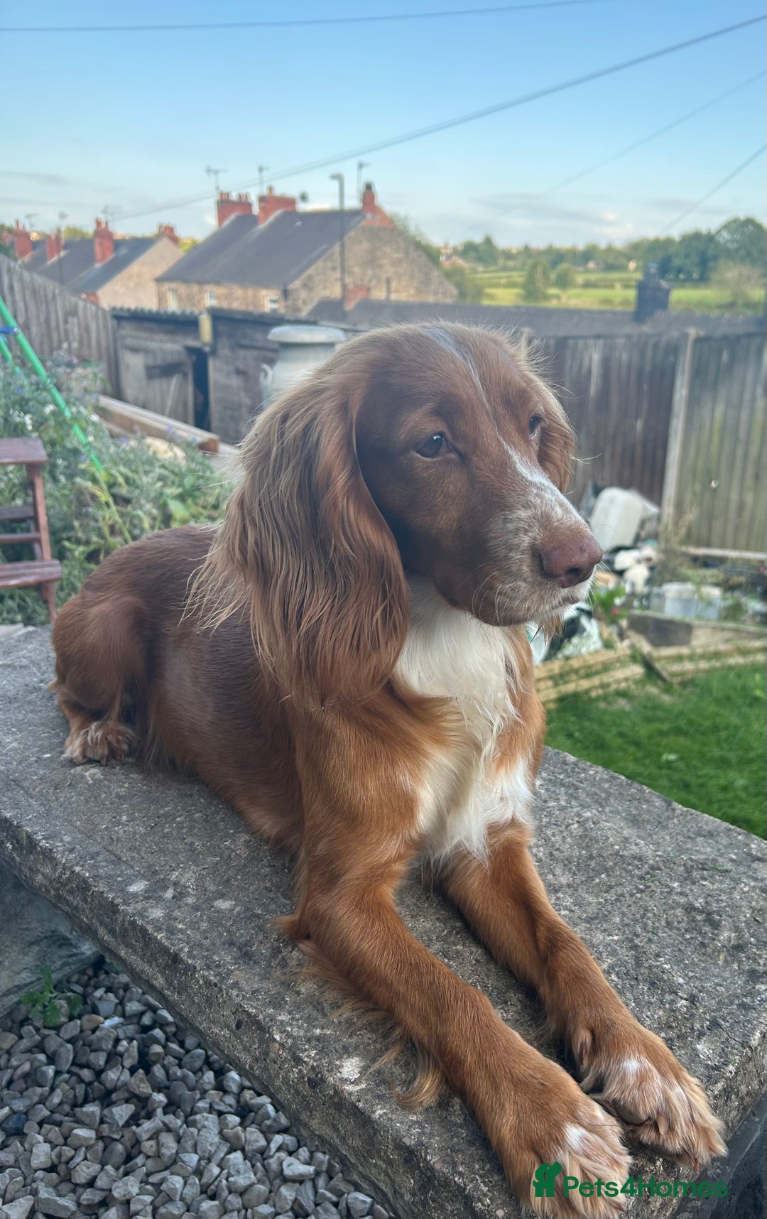 Cocker Spaniel dogs for sale: KC registered working Cocker Spaniel puppies - Image 30
