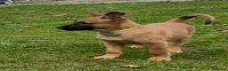 Belgian Shepherd Dog dogs for sale: Pure Malinois - Joefarm lines  - Advert 7