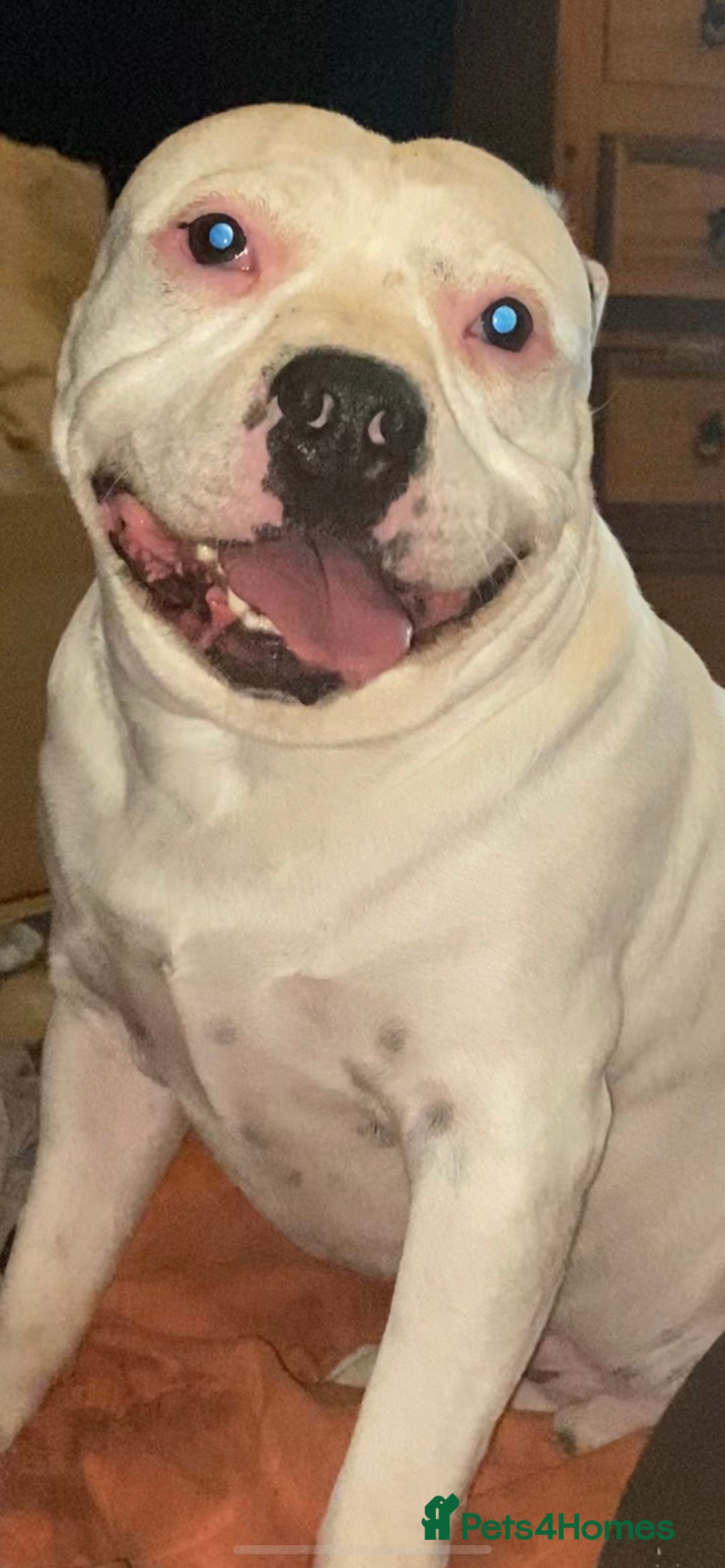 Staffordshire Bull Terrier dogs for stud: White Male Staffy for Stud (Free) - Image 18