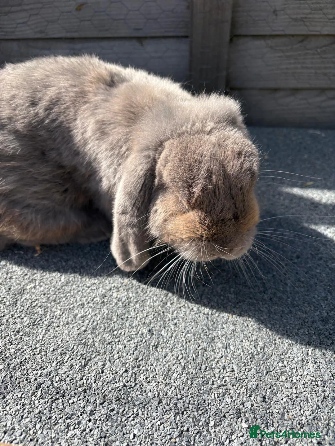 Mini Lop rabbits for sale: Male Rabbit for Sale  - Advert 2