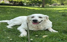 Golden Retriever dogs for stud: Looking for a Female Golden Retriever 🐾 - Image 8